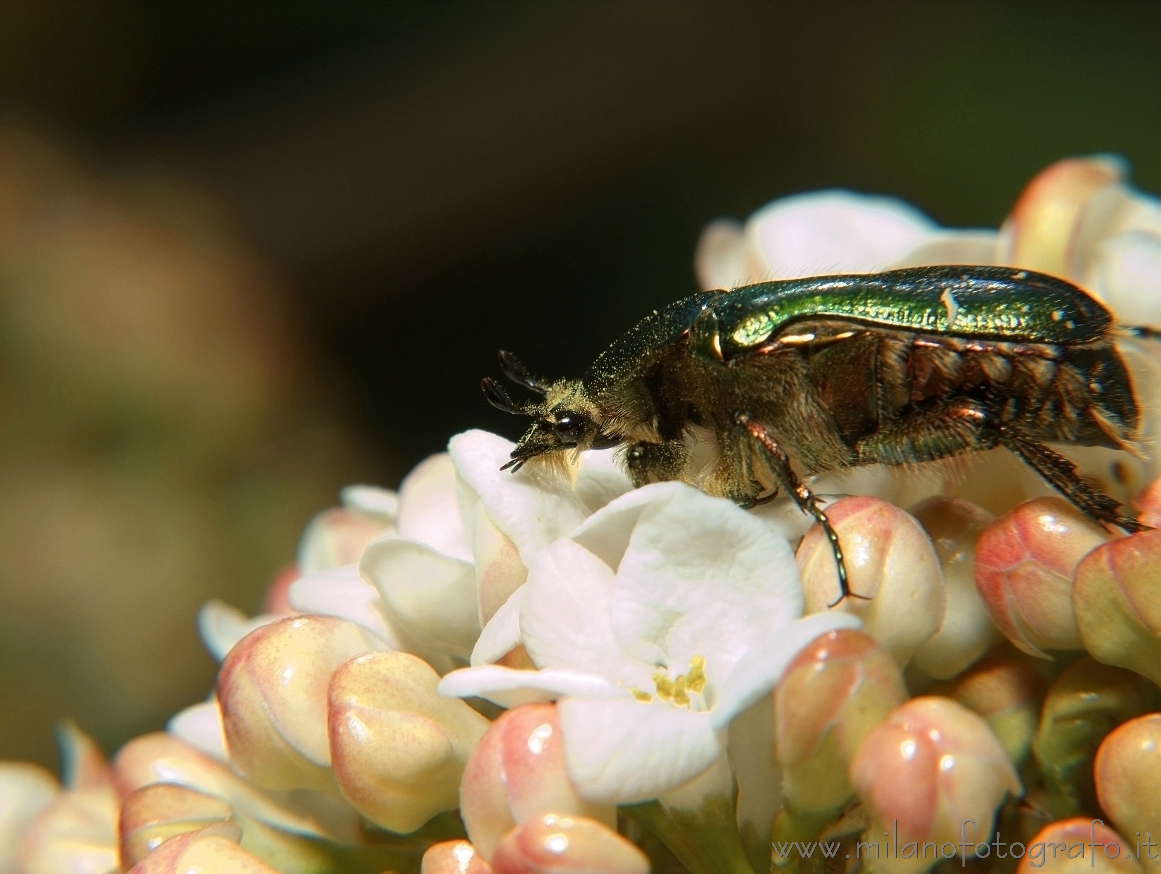 Campiglia Cervo (Biella, Italy) - Probably Potosia cuprea metallica(otherwise Cetonia aurata)